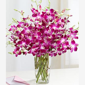 Dendrodium Orchids