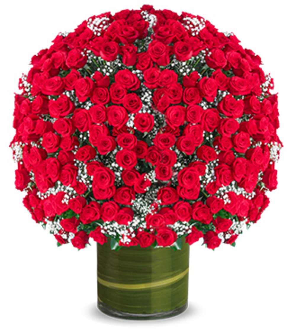 Premium 500 Red Roses Bouquet