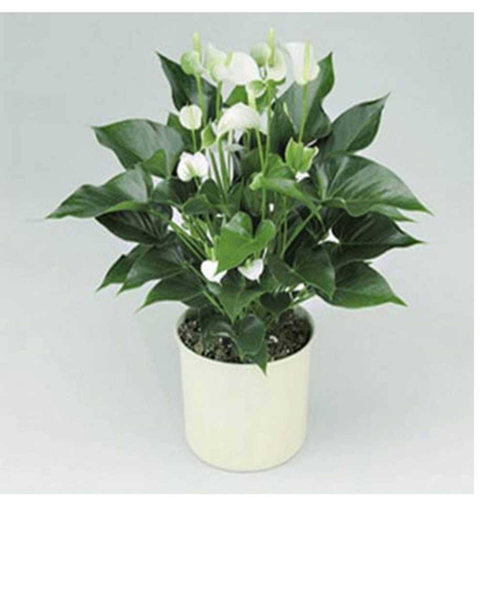 White anthurium