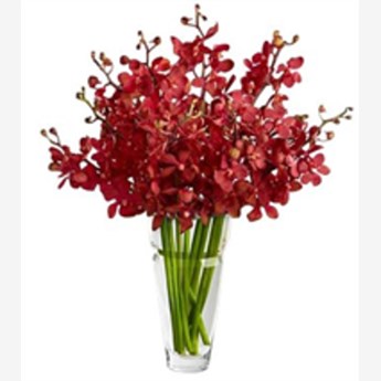 Red Mokara Orchids