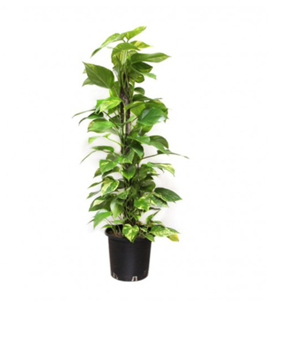 The Money Plant100-120cm