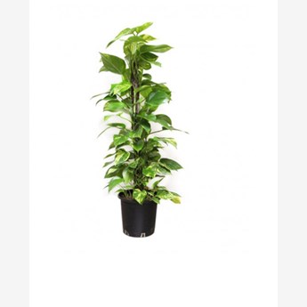 The Money Plant100-120cm