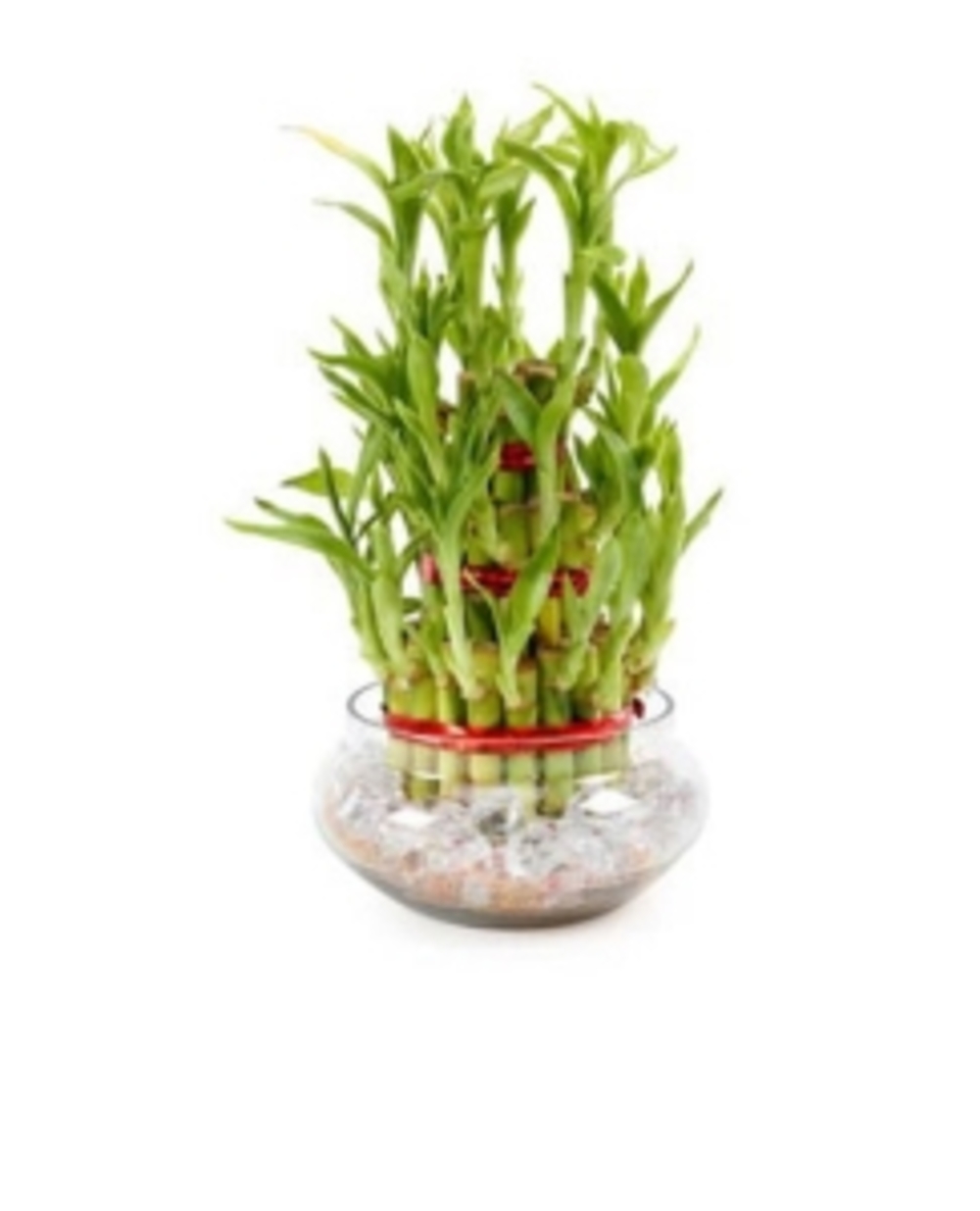 Good Luck Plant 3