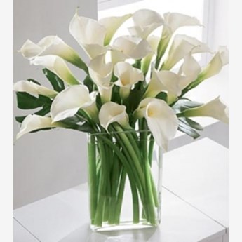 20 White Cala Lilies