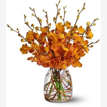 Mokara Orchids