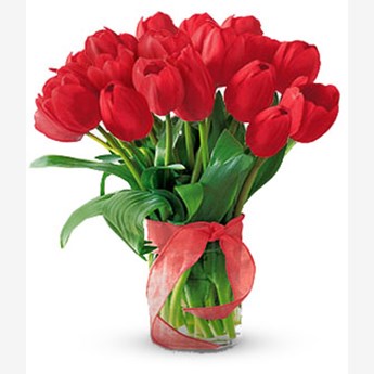 Radiantly Beautyful Red Tulips
