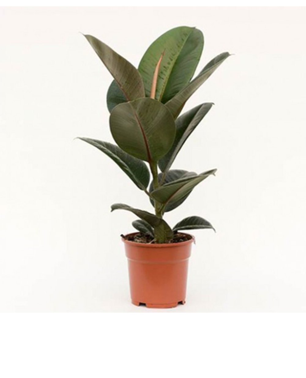 Rubber plant