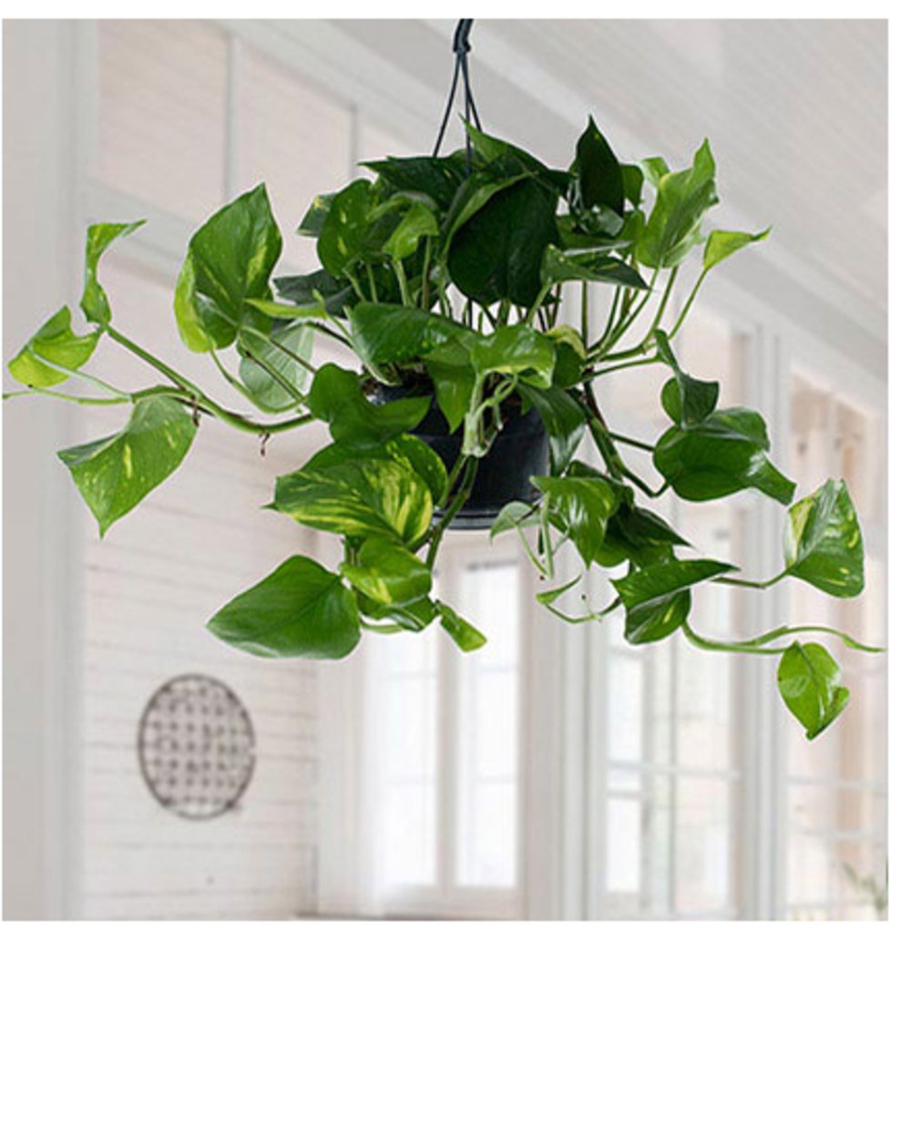 Hanging Epipremnum Aureum