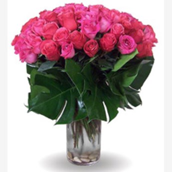 Pink Passion