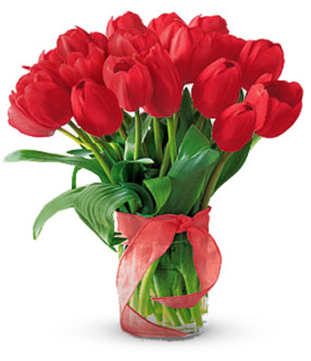 20 Red Tulips