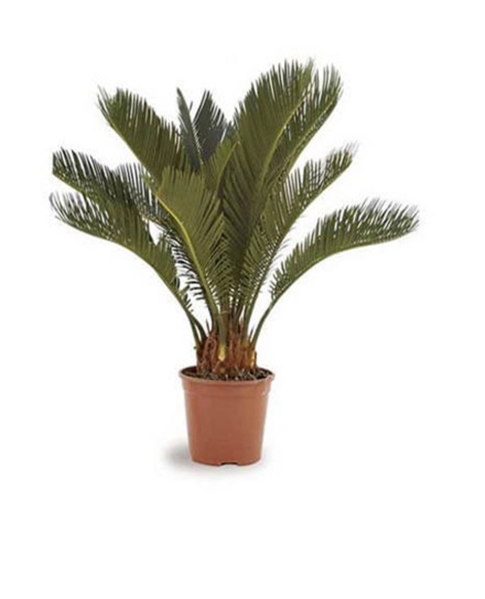 Cycas Plant