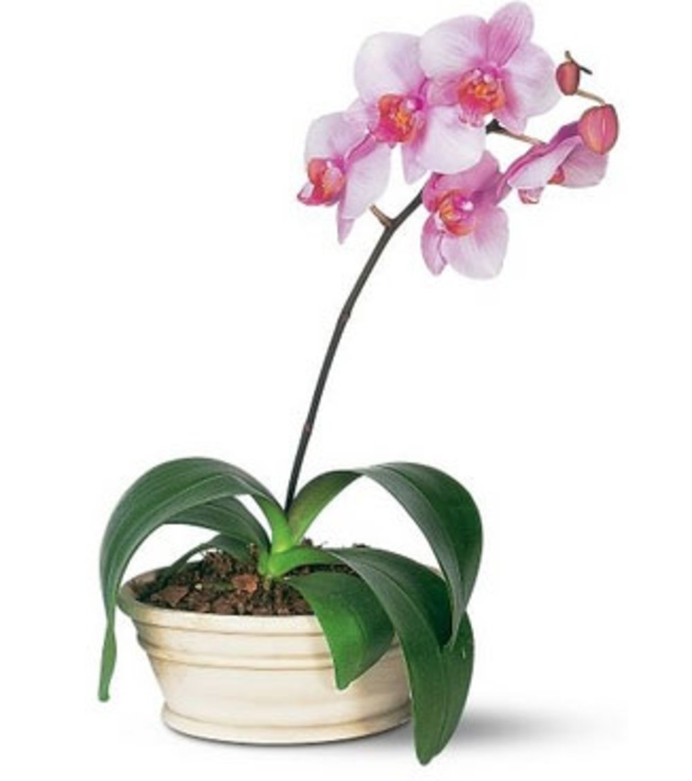 Pink Phalaenopsis Orchid Plant