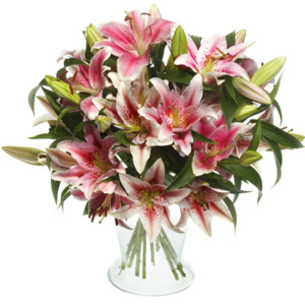 Stems Of Pink Lilies