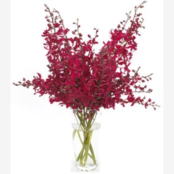 Vase with 20 Red Orchids