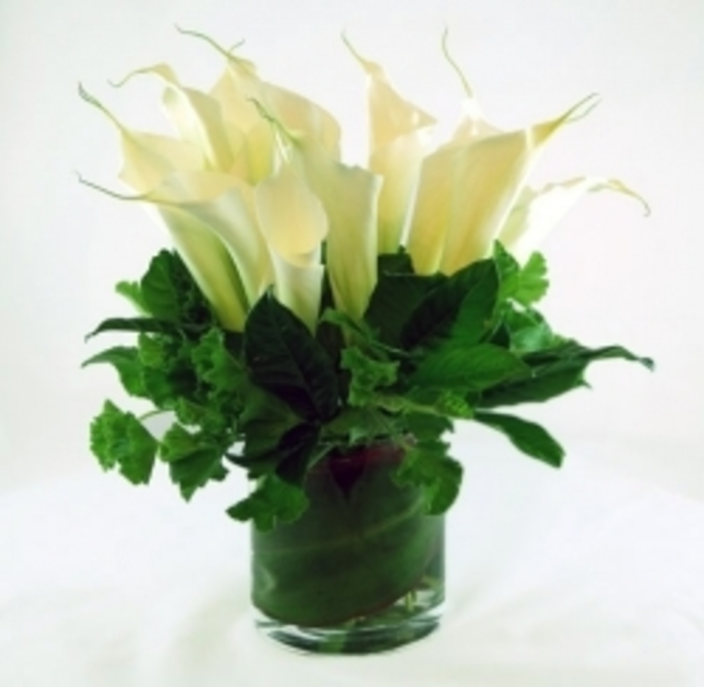 Calla Lily