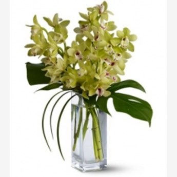 Orchid-Elegance