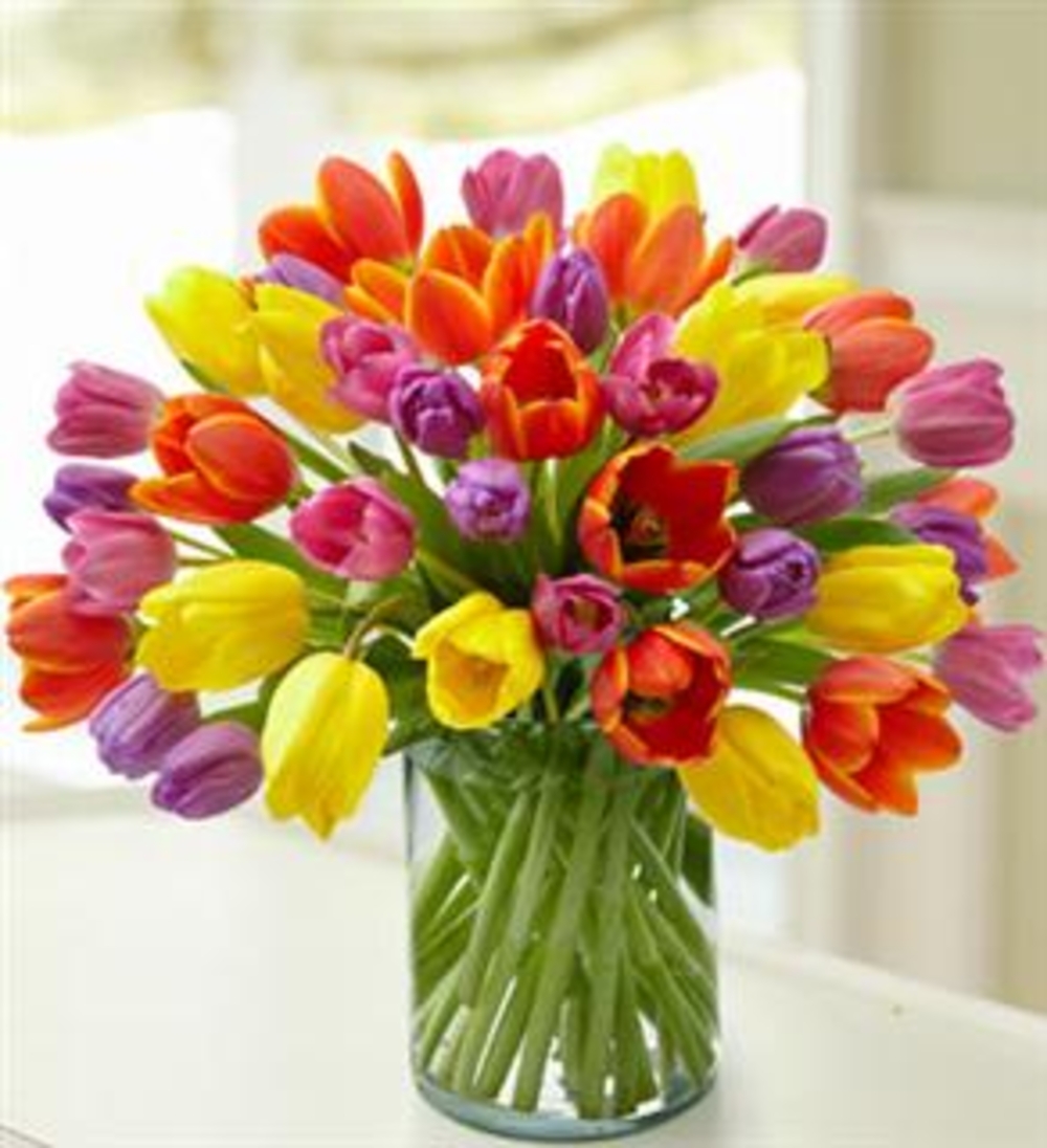 Rainbow Tulips